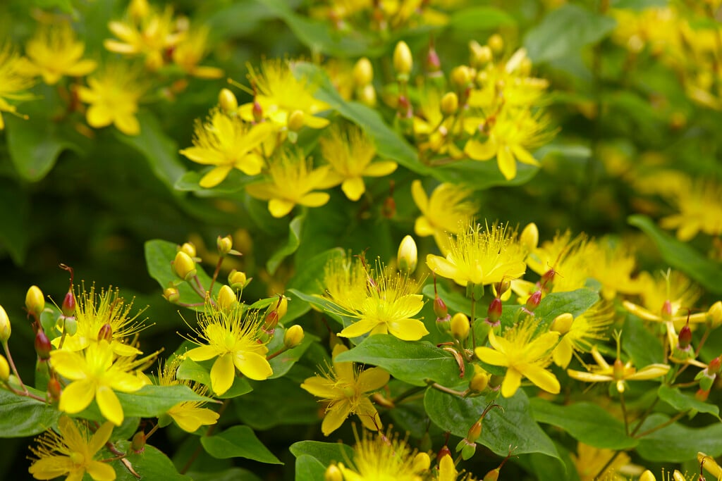 St John's wort 'Hidcote'