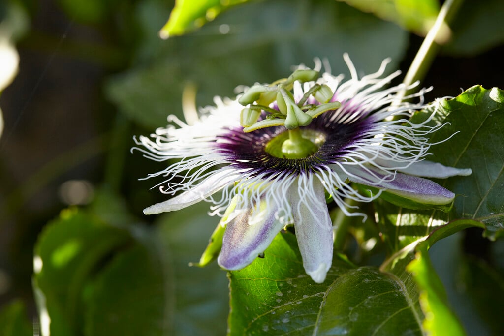 purple granadilla