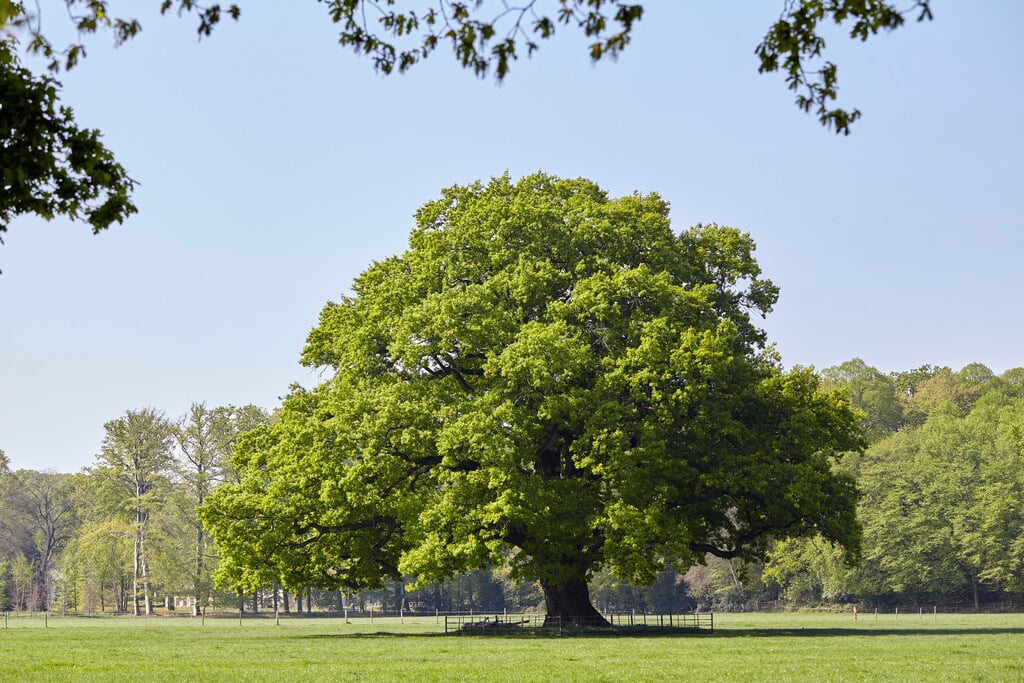 common oak