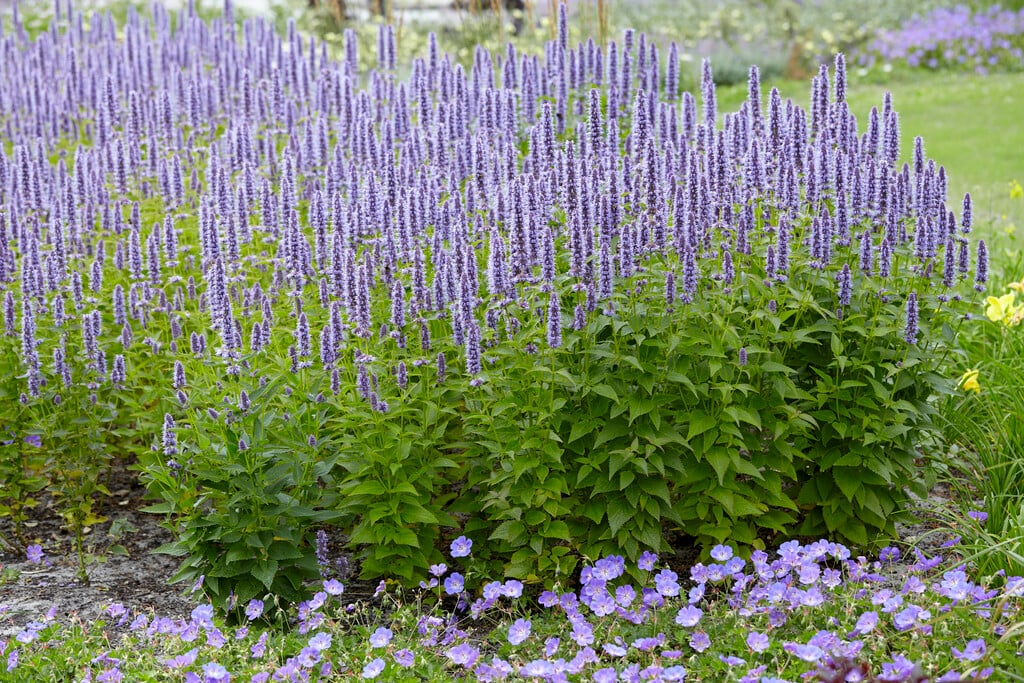 giant hyssop 'Blue Fortune'