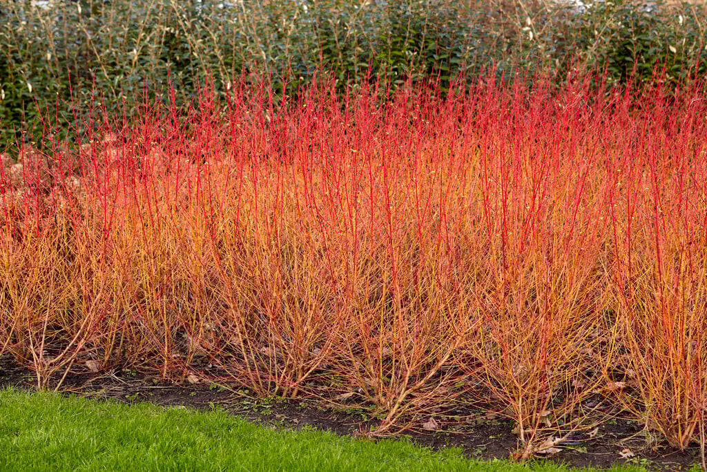dogwood 'Midwinter Fire'