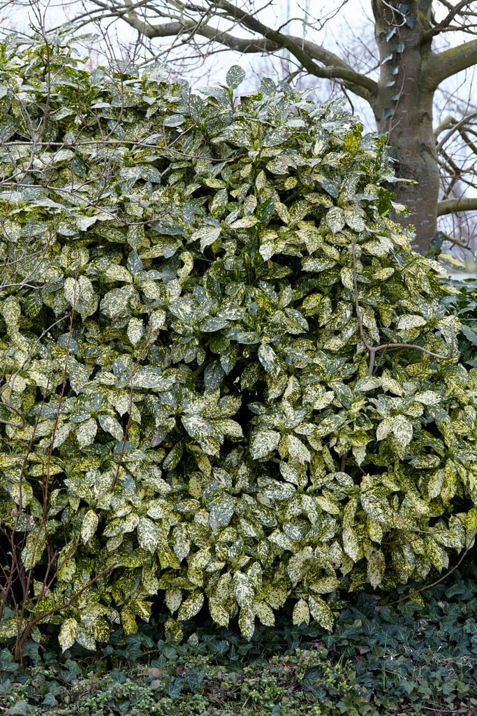 spotted laurel 'Crotonifolia'