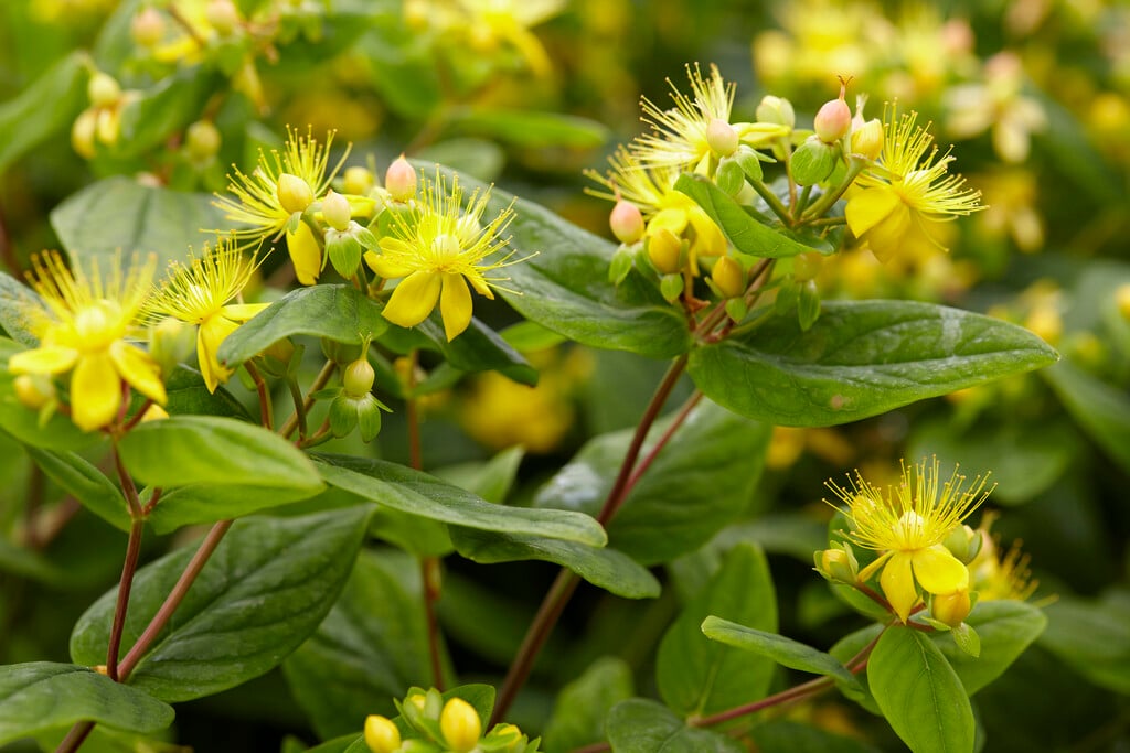 tall tutsan [Magical Beauty]