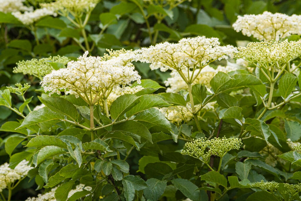 common elder