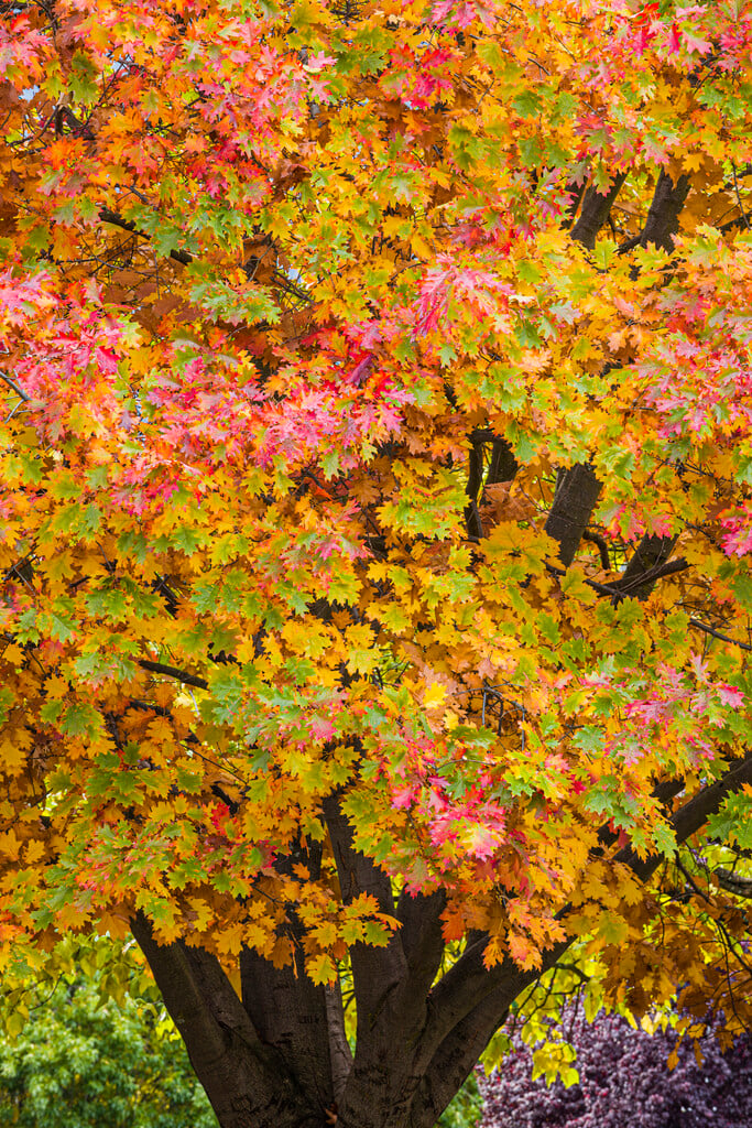 red oak