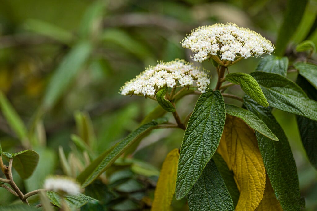 wrinkled viburnum