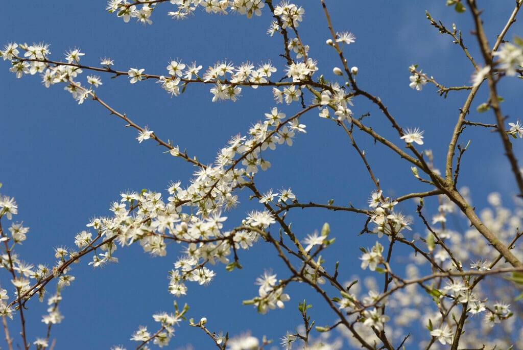 blackthorn