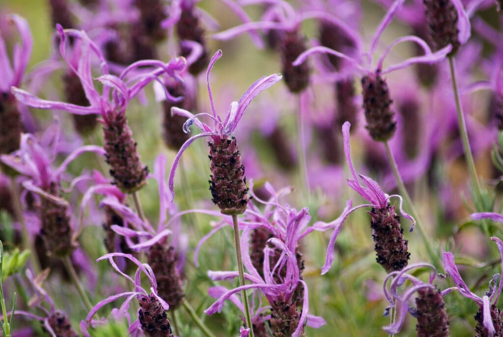 French lavender