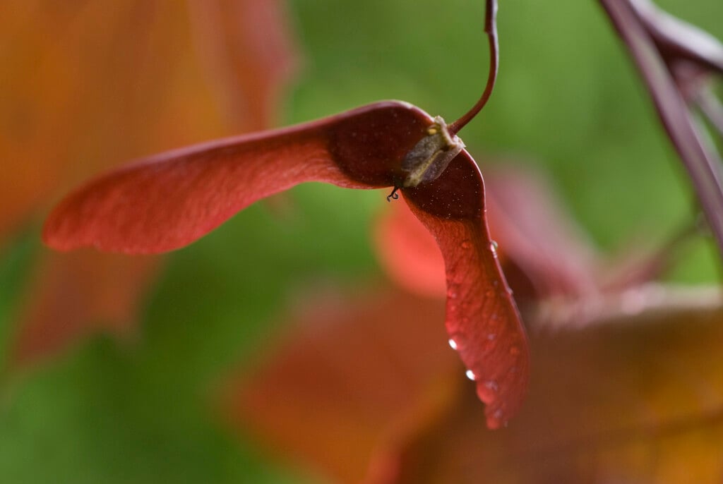 Norway maple 'Crimson King'