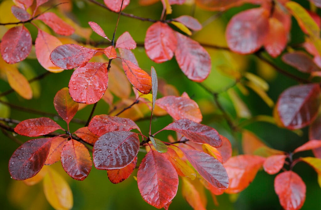 smoke tree 'Royal Purple'