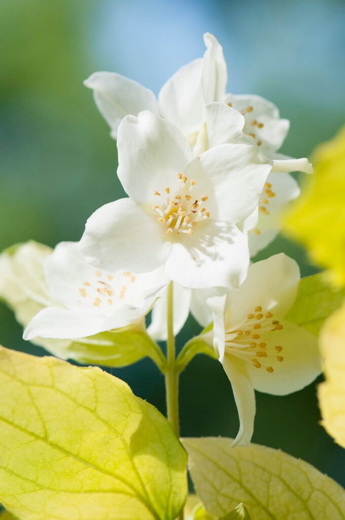 mock orange 'Aureus'
