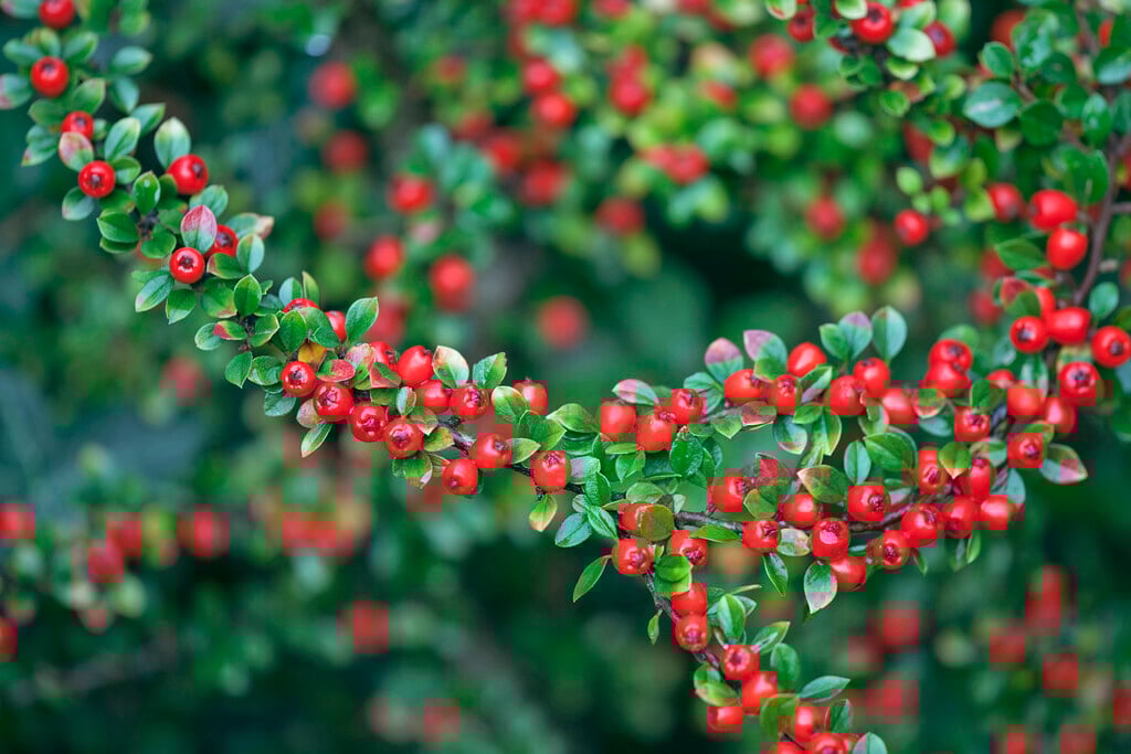 cotoneaster 'Coral Beauty'