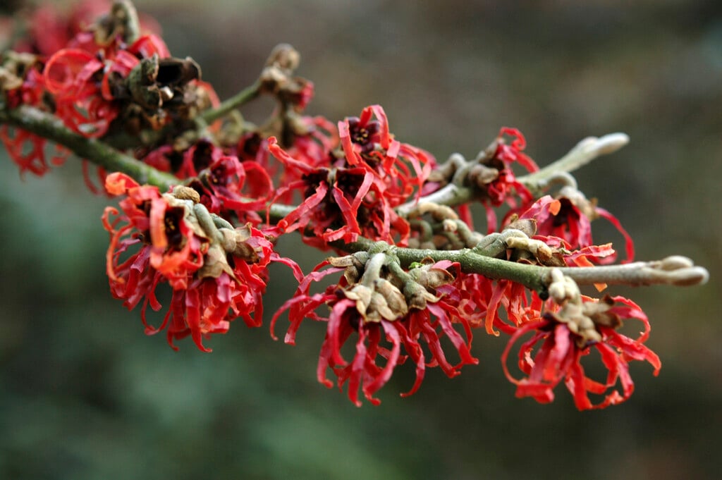 witch hazel 'Diane'