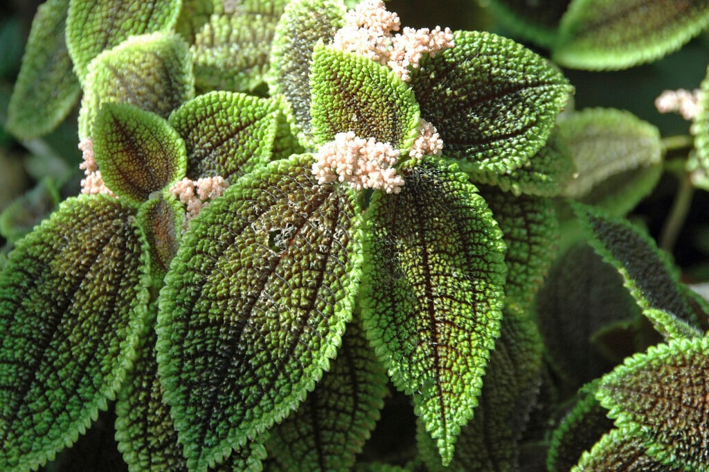 friendship plant 'Moon Valley'