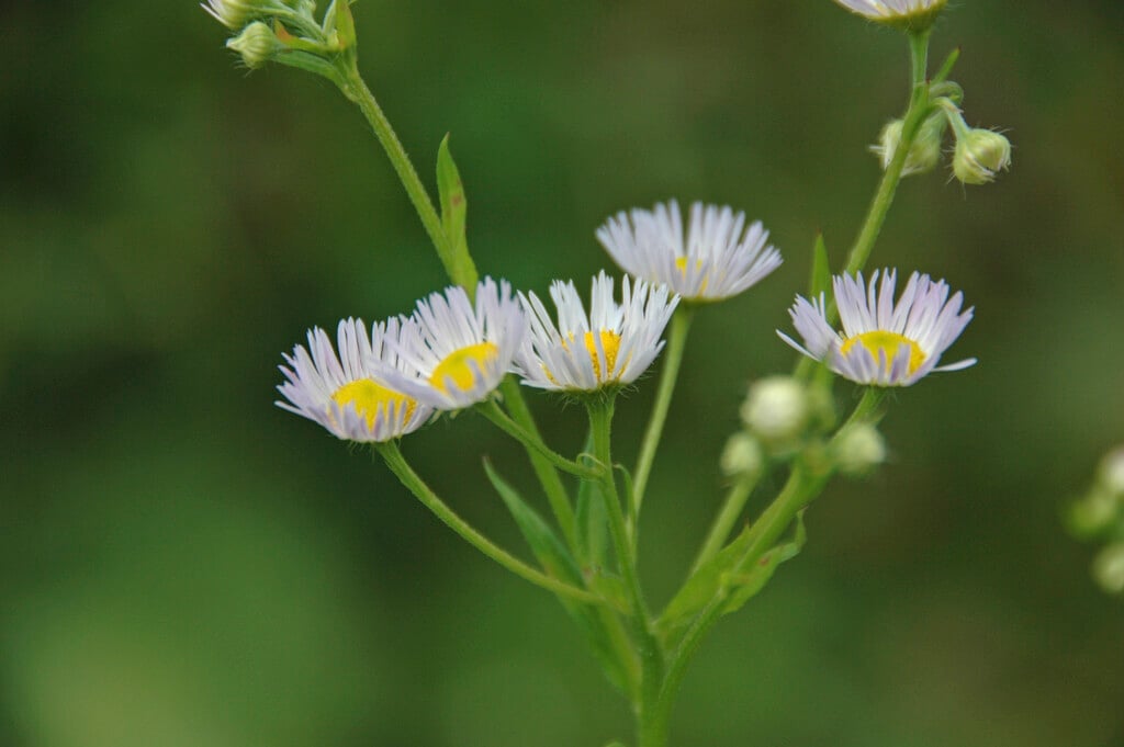 daisy fleabane