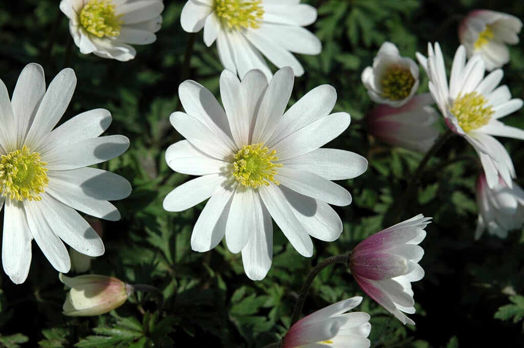 winter windflower 'White Splendour'