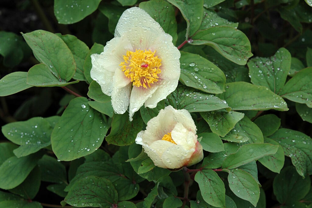 Mlokosewitch's peony