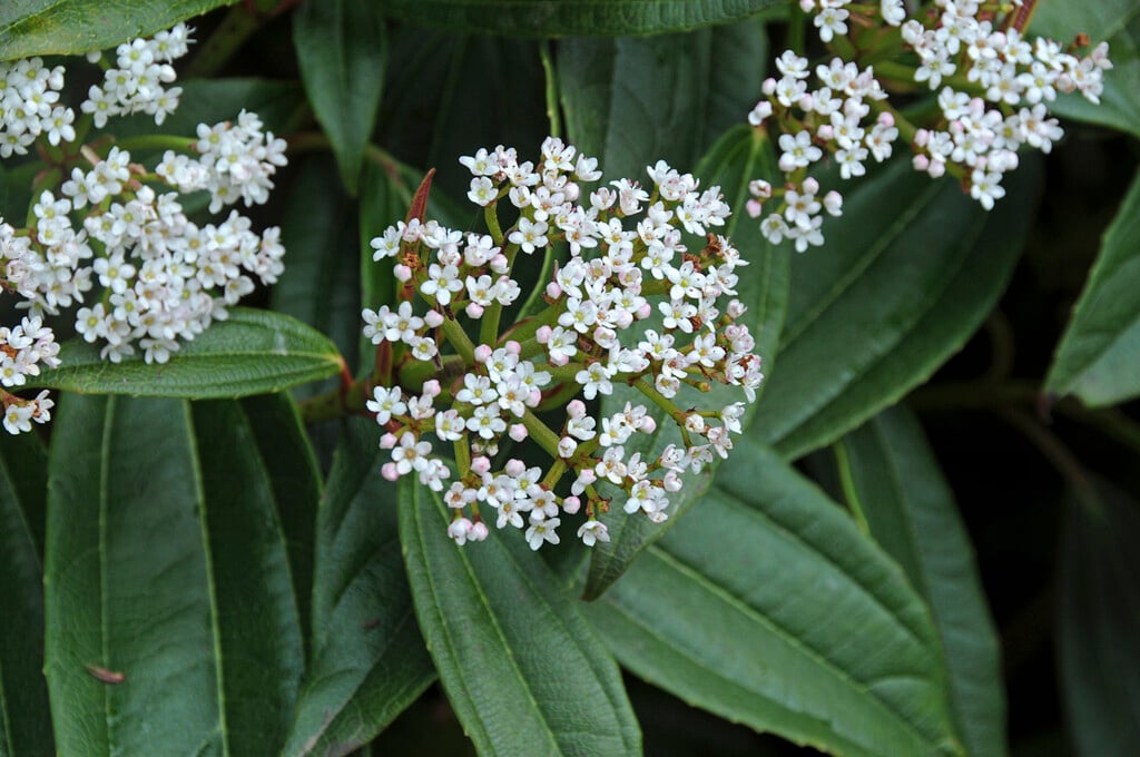 David viburnum