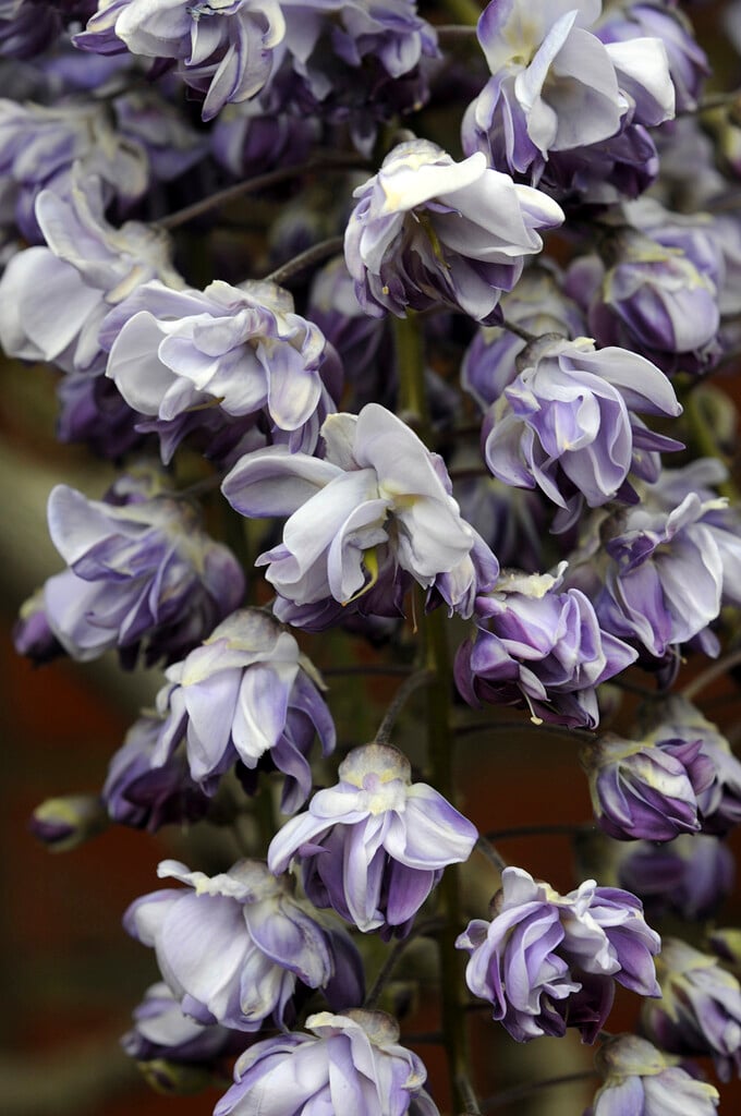 Japanese wisteria 'Yae-kokuryu'
