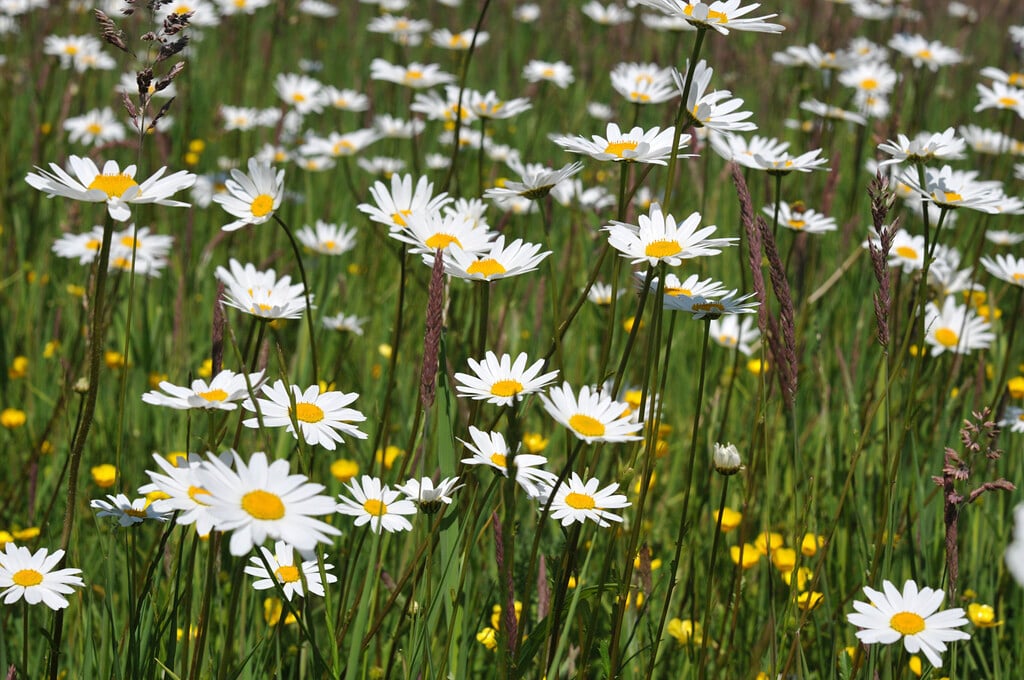 ox-eye daisy