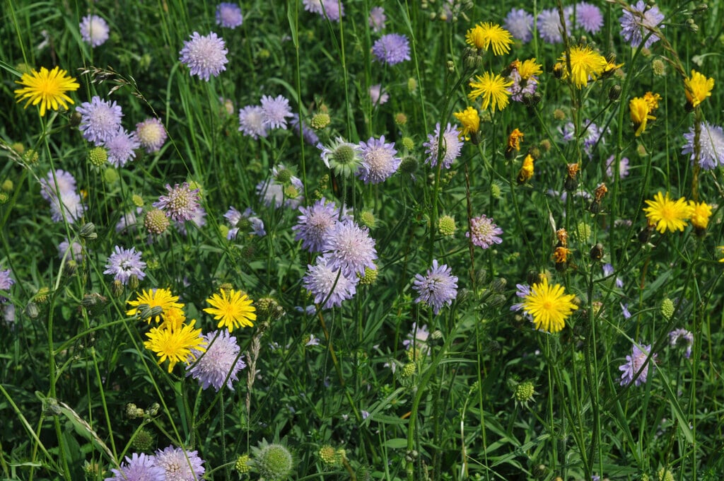 field scabious