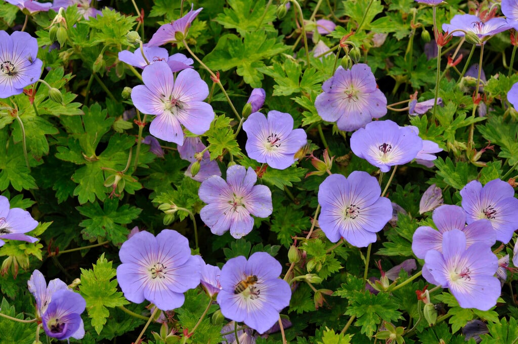 cranesbill [Rozanne]