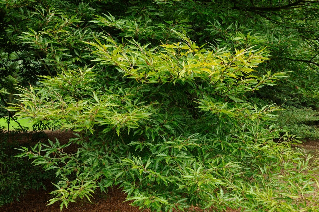 fern-leaved beech