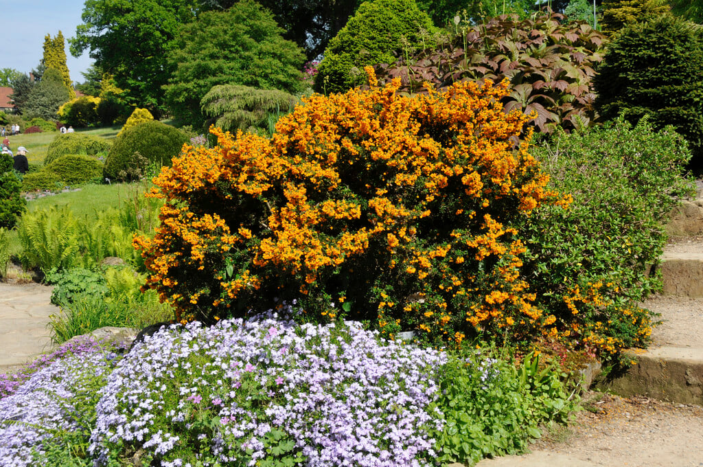 golden barberry 'Corallina Compacta'