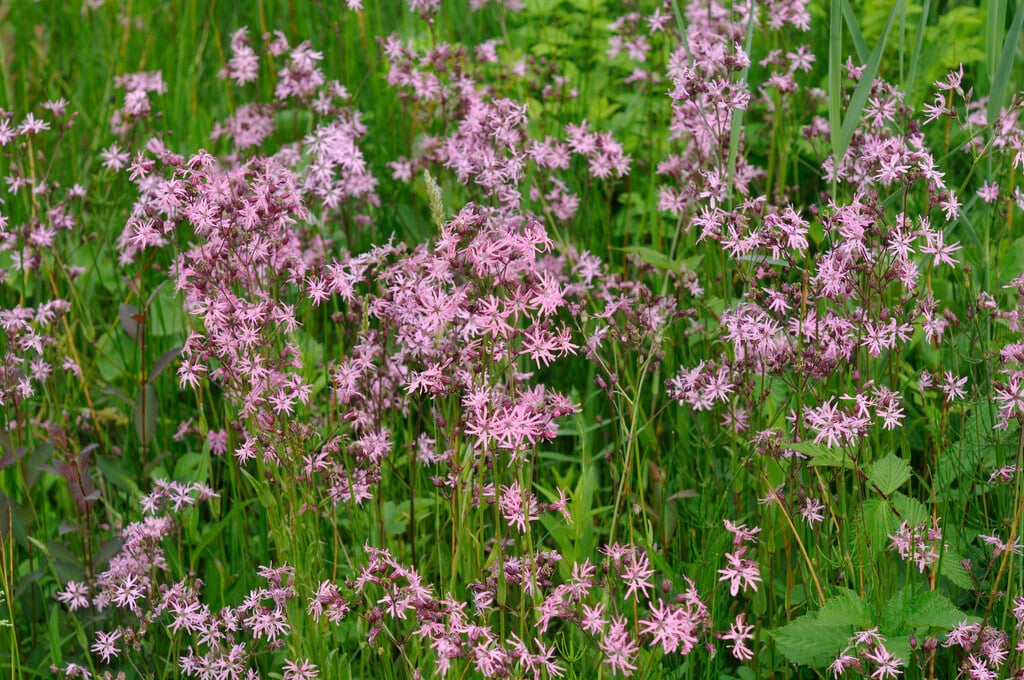 ragged robin