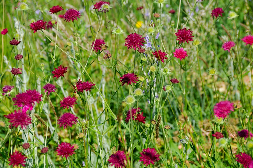 Macedonian scabious