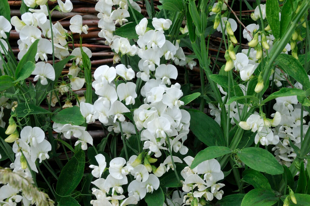 everlasting pea 'White Pearl'