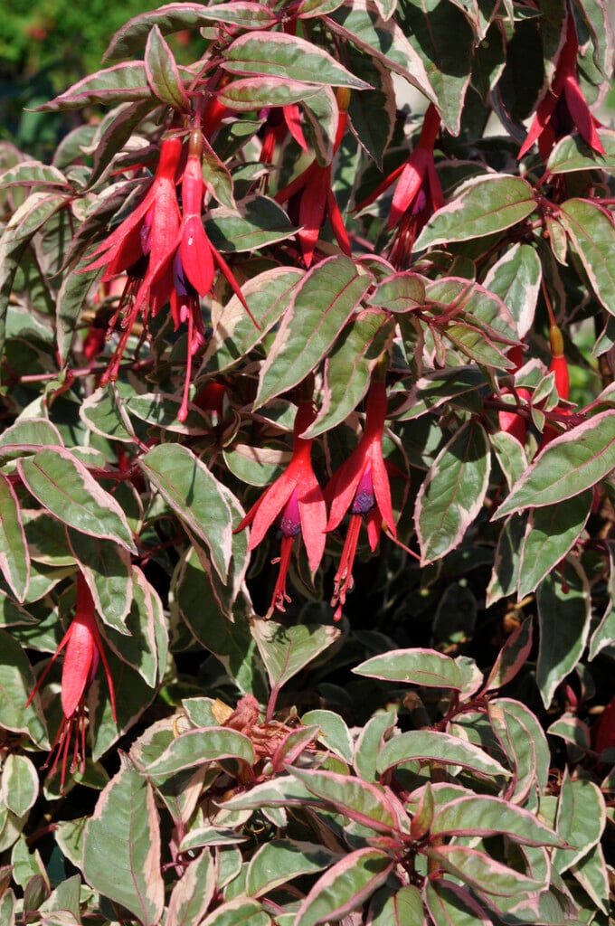 fuchsia 'Tom West'