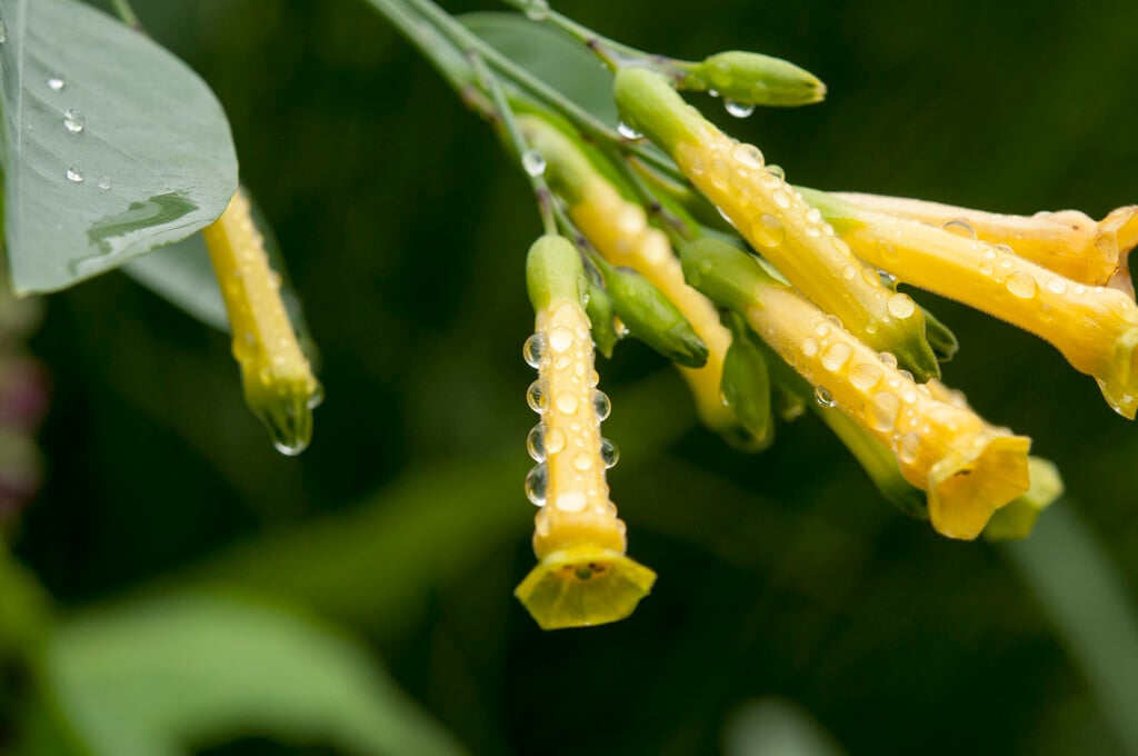 tree tobacco