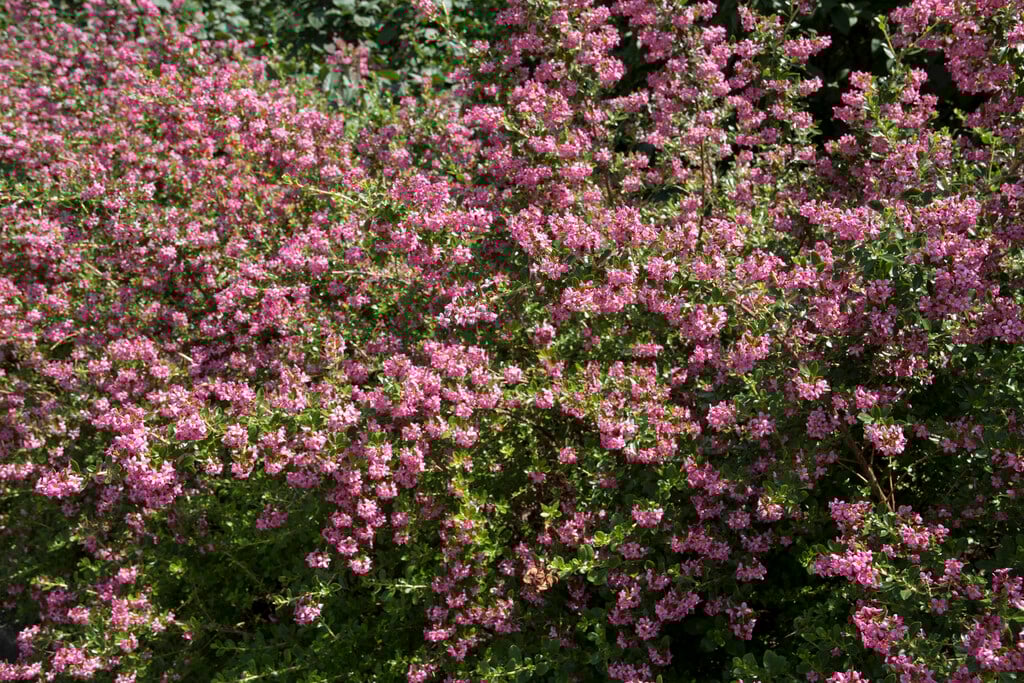 escallonia 'Donard Seedling'