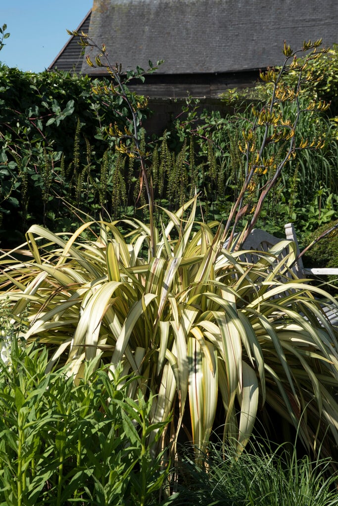 flax lily 'Yellow Wave'