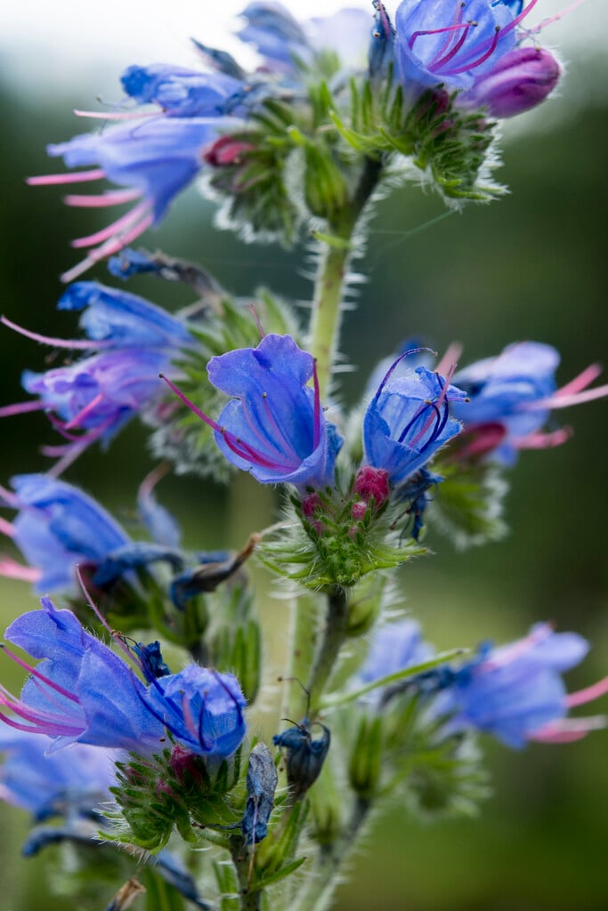 viper's bugloss