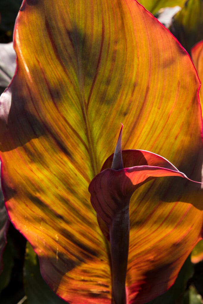 canna 'Wyoming'