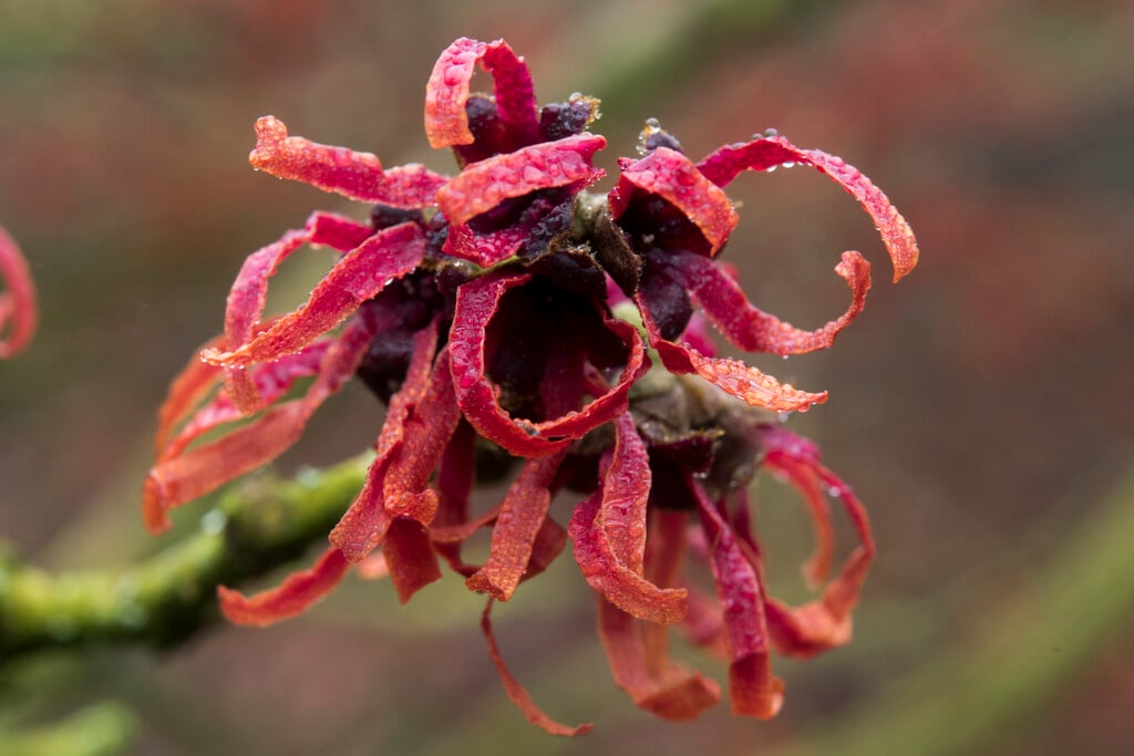 witch hazel 'Diane'