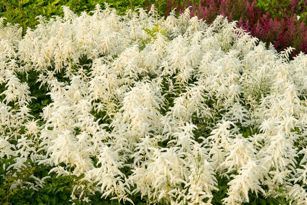 astilbe 'Deutschland'