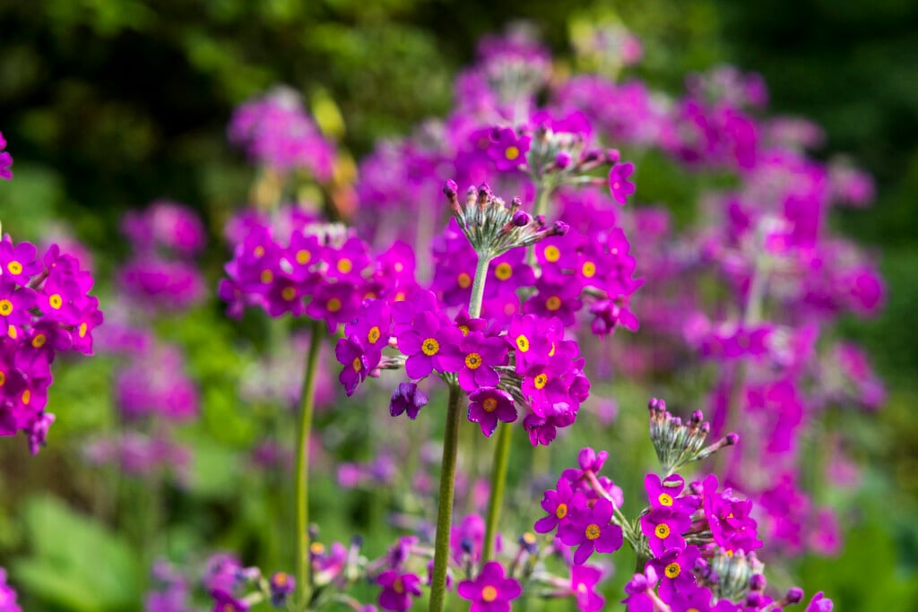 Bee's primrose