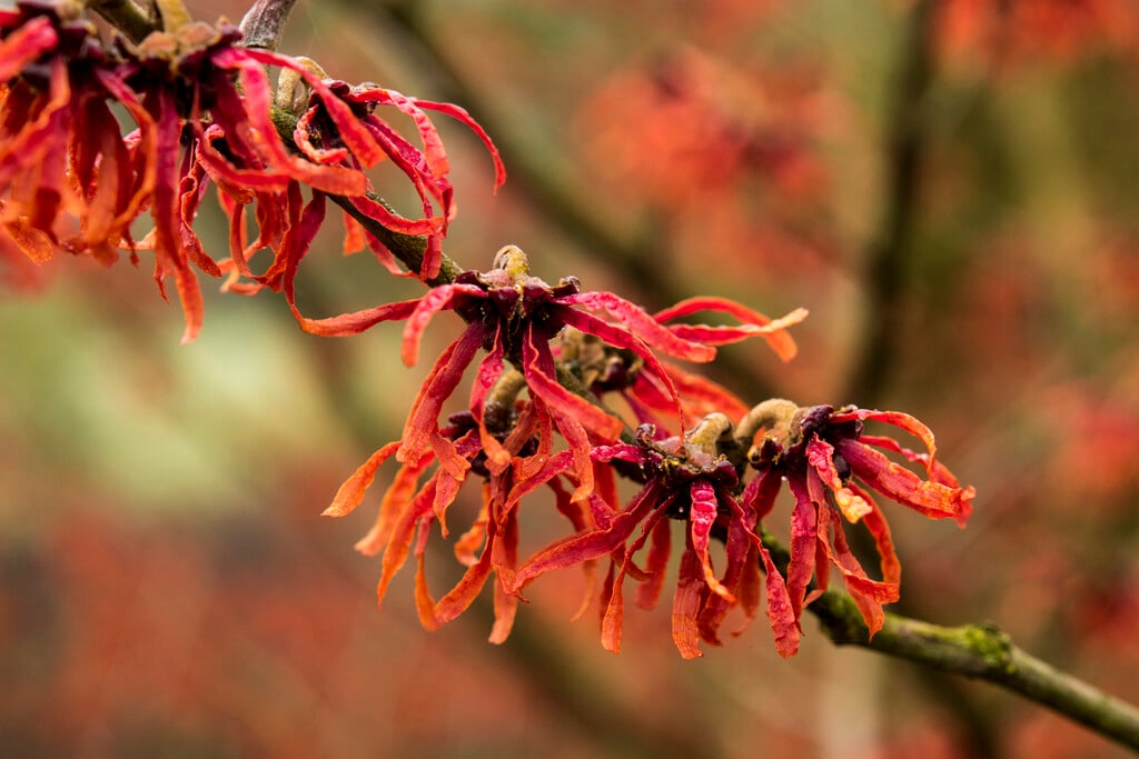witch hazel 'Jelena'