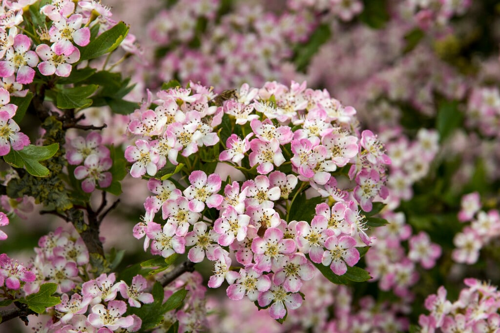 common hawthorn