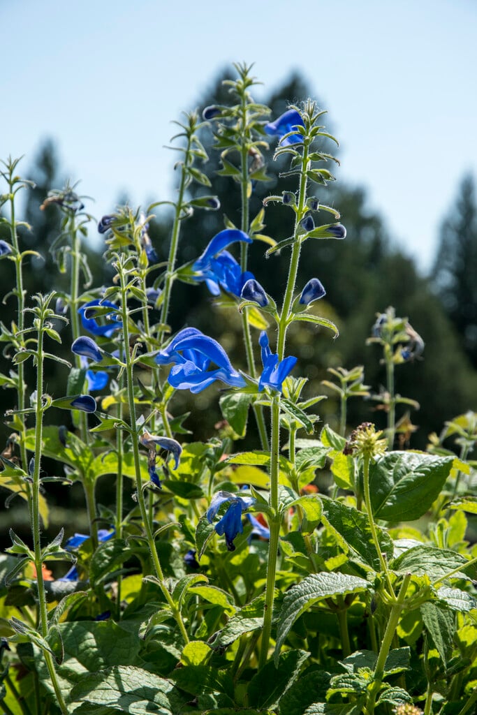 gentian sage