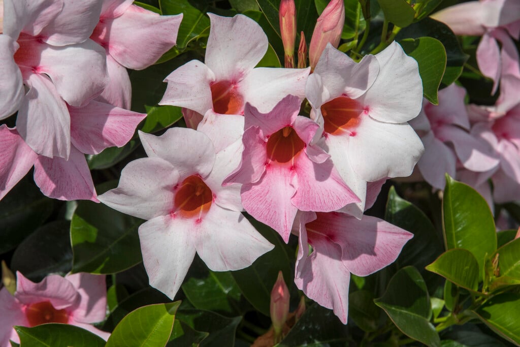 mandevilla [Sundaville Cream Pink]