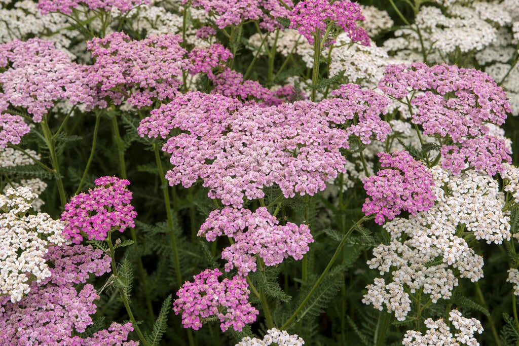 common yarrow