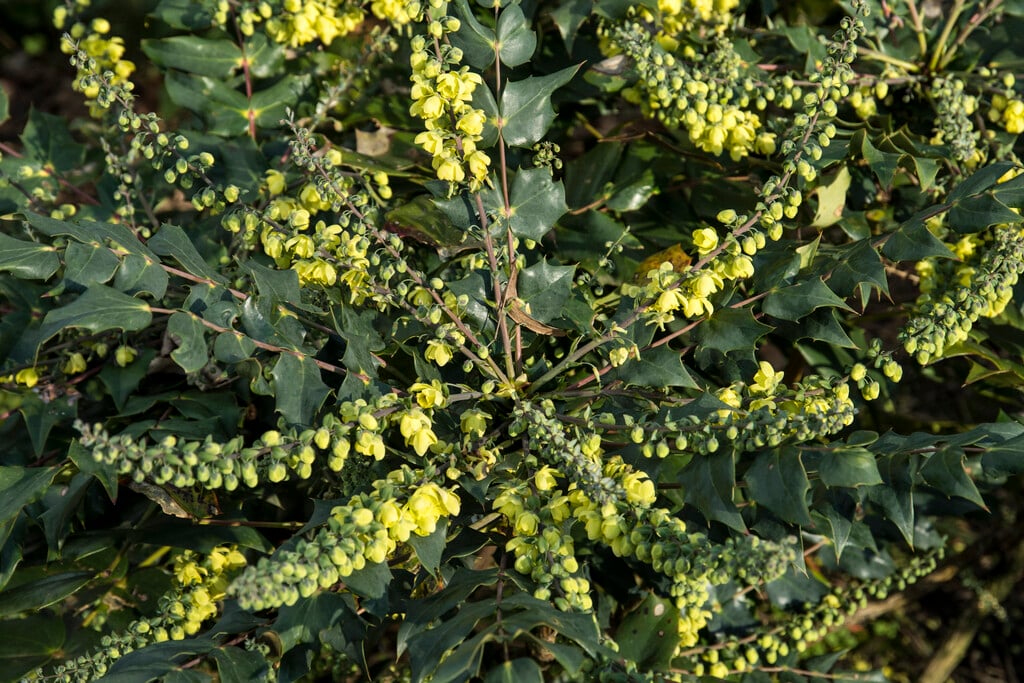Japanese mahonia