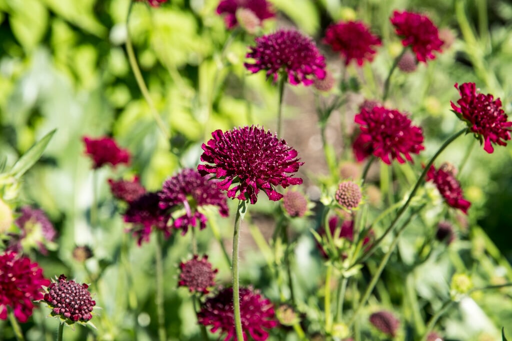Macedonian scabious