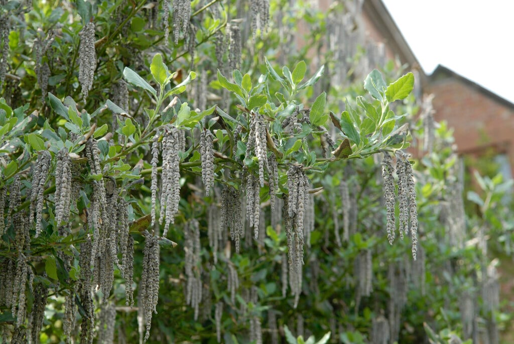 silk tassel bush