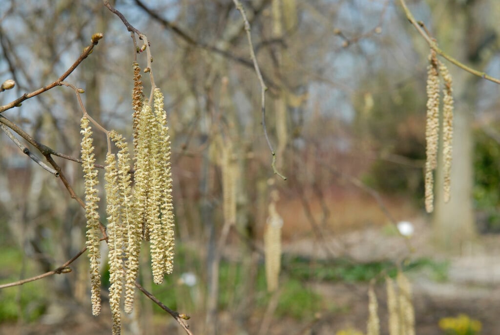 hazel 'Aurea'
