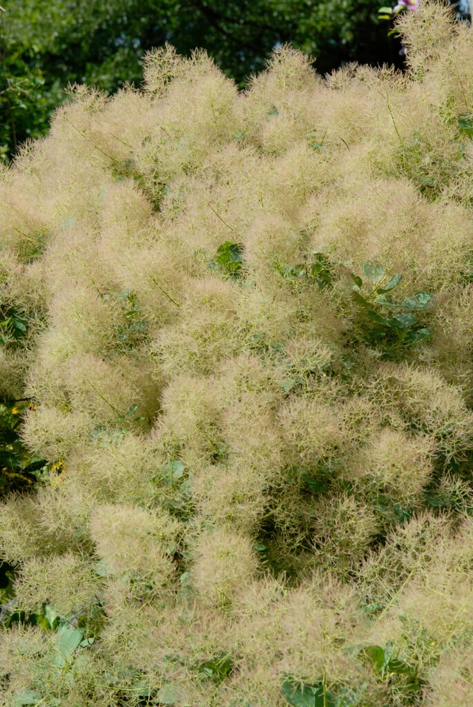 smoke tree 'Young Lady'